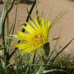 Tragopogon dubius at Molonglo Valley, ACT - 1 Nov 2018