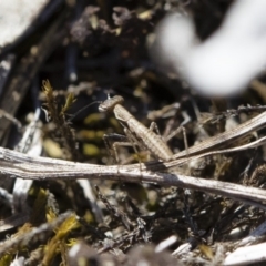 Mantodea (order) (Unidentified praying mantis) at Michelago, NSW - 3 Nov 2018 by Illilanga