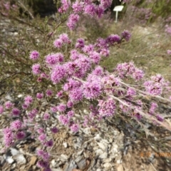 Kunzea parvifolia (Violet Kunzea) at Molonglo Valley, ACT - 31 Oct 2018 by AndyRussell