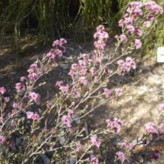 Kunzea parvifolia at Molonglo Valley, ACT - 1 Nov 2018