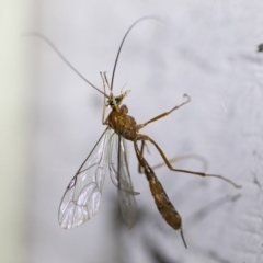 Netelia sp. (genus) (An Ichneumon wasp) at Michelago, NSW - 2 Oct 2018 by Illilanga