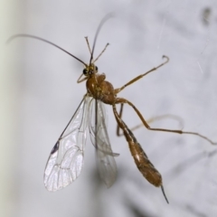 Netelia sp. (genus) at Michelago, NSW - 2 Oct 2018