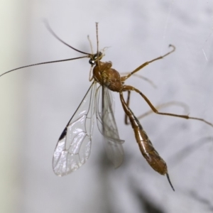 Netelia sp. (genus) at Michelago, NSW - 2 Oct 2018