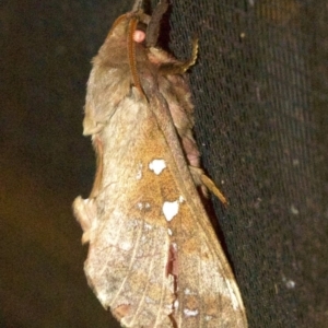 Oxycanus australis at Rosedale, NSW - 3 Jun 2018 12:08 AM
