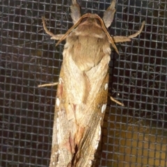 Oxycanus australis at Rosedale, NSW - 3 Jun 2018 12:08 AM