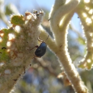 Nisotra sp. (genus) at Molonglo Valley, ACT - 1 Nov 2018 09:04 AM