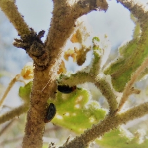 Nisotra sp. (genus) at Molonglo Valley, ACT - 1 Nov 2018 09:04 AM