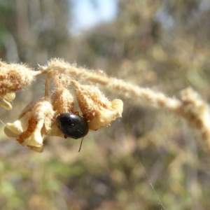 Nisotra sp. (genus) at Molonglo Valley, ACT - 1 Nov 2018 09:04 AM