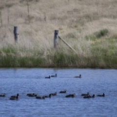 Fulica atra (Eurasian Coot) at Michelago, NSW - 21 Oct 2012 by Illilanga