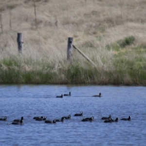 Fulica atra at Michelago, NSW - 21 Oct 2012 01:33 PM