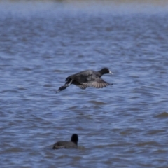 Fulica atra at Michelago, NSW - 21 Oct 2012 01:33 PM