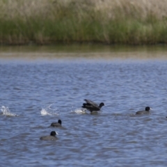 Fulica atra at Michelago, NSW - 21 Oct 2012