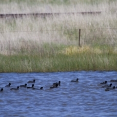 Fulica atra at Michelago, NSW - 21 Oct 2012 01:33 PM