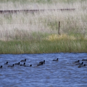 Fulica atra at Michelago, NSW - 21 Oct 2012 01:33 PM