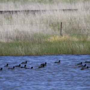 Fulica atra at Michelago, NSW - 21 Oct 2012 01:33 PM