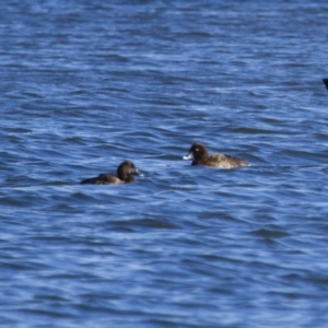 Aythya australis at Michelago, NSW - 23 Sep 2012 03:12 PM