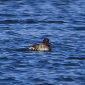 Aythya australis at Michelago, NSW - 23 Sep 2012 03:12 PM