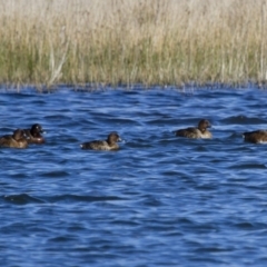 Aythya australis at Michelago, NSW - 23 Sep 2012 03:12 PM