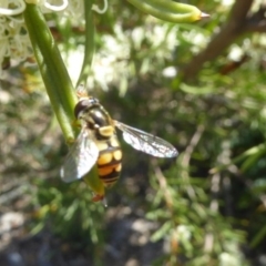 Simosyrphus grandicornis (Common hover fly) at Sth Tablelands Ecosystem Park - 31 Oct 2018 by AndyRussell