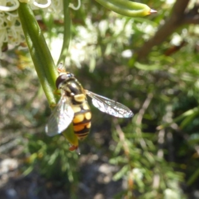 Simosyrphus grandicornis (Common hover fly) at Molonglo Valley, ACT - 31 Oct 2018 by AndyRussell