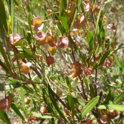 Dodonaea viscosa (Hop Bush) at Sth Tablelands Ecosystem Park - 31 Oct 2018 by AndyRussell