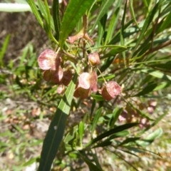 Dodonaea viscosa at Molonglo Valley, ACT - 1 Nov 2018 10:03 AM