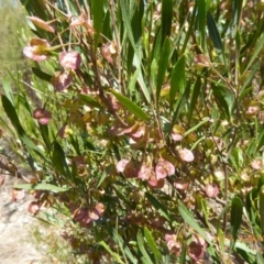 Dodonaea viscosa at Molonglo Valley, ACT - 1 Nov 2018