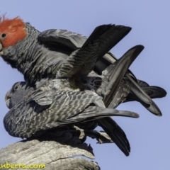 Callocephalon fimbriatum (Gang-gang Cockatoo) at Deakin, ACT - 26 Oct 2018 by BIrdsinCanberra