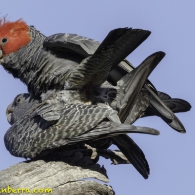 Callocephalon fimbriatum (Gang-gang Cockatoo) at Deakin, ACT - 27 Oct 2018 by JonSteinbeck