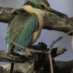 Todiramphus sanctus (Sacred Kingfisher) at Deakin, ACT - 27 Oct 2018 by JonSteinbeck