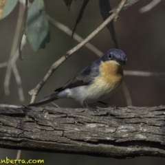 Myiagra rubecula (Leaden Flycatcher) at Deakin, ACT - 26 Oct 2018 by BIrdsinCanberra