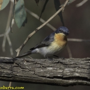 Myiagra rubecula at Deakin, ACT - 27 Oct 2018