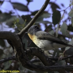 Myiagra rubecula at Deakin, ACT - 27 Oct 2018