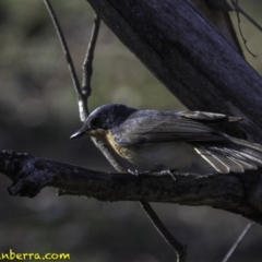 Myiagra rubecula at Deakin, ACT - 27 Oct 2018