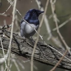 Myiagra rubecula at Deakin, ACT - 27 Oct 2018