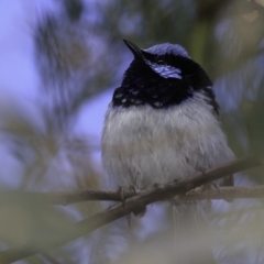 Malurus cyaneus (Superb Fairywren) at Deakin, ACT - 27 Oct 2018 by JonSteinbeck