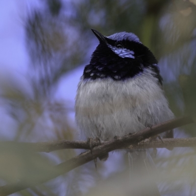 Malurus cyaneus (Superb Fairywren) at Deakin, ACT - 27 Oct 2018 by JonSteinbeck