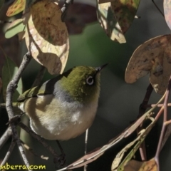 Zosterops lateralis (Silvereye) at Deakin, ACT - 27 Oct 2018 by JonSteinbeck