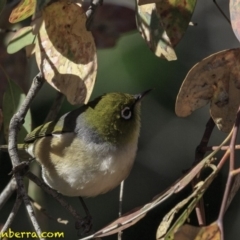 Zosterops lateralis (Silvereye) at Deakin, ACT - 27 Oct 2018 by BIrdsinCanberra