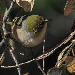 Zosterops lateralis at Deakin, ACT - 27 Oct 2018