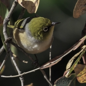 Zosterops lateralis at Deakin, ACT - 27 Oct 2018