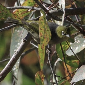 Zosterops lateralis at Deakin, ACT - 27 Oct 2018