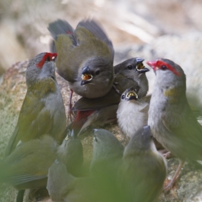 Neochmia temporalis (Red-browed Finch) at Michelago, NSW - 3 Jan 2014 by Illilanga