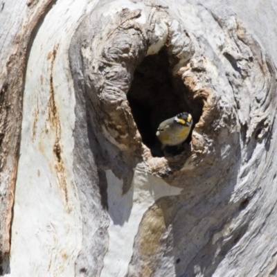 Pardalotus striatus (Striated Pardalote) at Michelago, NSW - 15 Oct 2017 by Illilanga