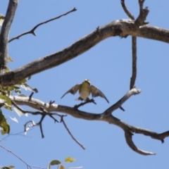 Pardalotus striatus at Michelago, NSW - 15 Oct 2017