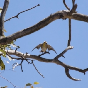 Pardalotus striatus at Michelago, NSW - 15 Oct 2017