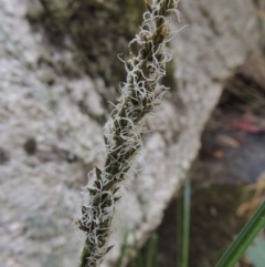 Carex appressa (Tall Sedge) at Gibraltar Pines - 25 Oct 2018 by MichaelBedingfield