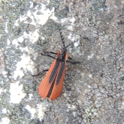 Trichalus sp. (genus) (Net-winged beetle) at Paddys River, ACT - 25 Oct 2018 by michaelb