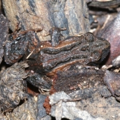 Crinia signifera (Common Eastern Froglet) at Majura, ACT - 8 Nov 2018 by jb2602