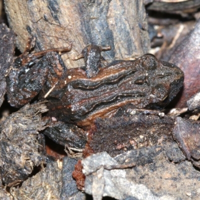 Crinia signifera (Common Eastern Froglet) at Majura, ACT - 7 Nov 2018 by jbromilow50